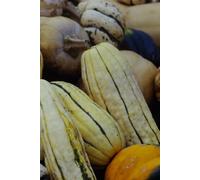 "Gourds Delight: Unique 1988-Inspired Lined Journal for Creativity and Notes": "Vibrant Nature Patterns, Capture 1988 Vibes"