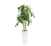 GOVIRAYE Faux Dracaena Trees Lifelike Green Fake Leaves Indoor Plants Artificial Tropical Large Plants Outdoor White Plastic Pot Bonsai Tree of Life for Garden Family Home Balcony Decor 5FT