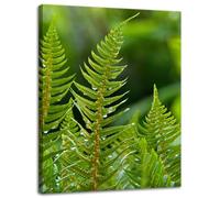 GP TONER Canvas Picture on Stretcher Frame Modern Art Print Home Decorations Canvas Print Botany Fern Leaves 30 x 40 cm Canvas Pictures for your home or office 12x16 in