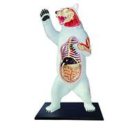 GPDNBIEU Anatomical Models, 4D Educational Toy Model White Bear Anatomical Model 36 Organ Parts, Biological Animal Anatomical Model Children's Educational Toy For Medical Teaching