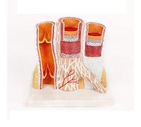 GPDNBIEU Anatomical Models, An Enlarged Model Of Human Blood Vessels Anatomical Models Of Arteries and Veins for Medical Education and Learning, Models Of Enlarged Human Vascular Prolapse