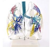 GPDNBIEU Anatomical Models, Bronchial Tree Lung Anatomy, Thoracic Surgery Respiratory Model Specimen Medical Anatomical Model Transparent Lung Segments Model Human Lung