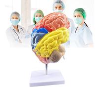 GPDNBIEU Anatomical Models, Half Brain Anatomical Model w/Display Base Life Size Human Brain Anatomical Model for Visual Aid of Medical School Professors