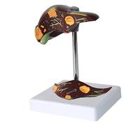 GPDNBIEU Anatomical Models, Human Liver Anatomical Model Human Liver Disease Model,Liver Anatomical Model, for Medical Educational Training Aid Human Liver Model