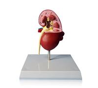 GPDNBIEU Anatomical Models, Kidney Anatomical Model - Dog Disease Anatomical Model - Biology Anatomical Detachable Animal Model For Medical Educational Training