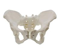 GPDNBIEU Anatomical Models, Life Size Hip Model, Female Anatomy Model, Hip Bone Pelvic Model Female Anatomical Model for Doctor, Science, Education & Anatomy Study