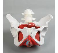 GPDNBIEU Anatomical Models, Medical Anatomical Female Pelvis Model with Removable Organs, 6-Part, Life Size Pelvic Floor Muscle Anatomical Model for Visual teaching aids