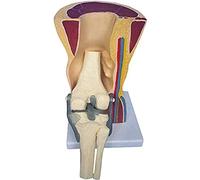 GPDNBIEU Anatomical Models, Skin-Packed Knee Joint Teaching Model with Ligaments Skeleton Muscle Anatomical Model for Study Display Teaching Medical Organ Model