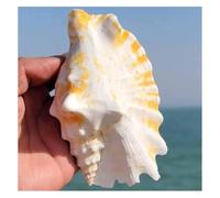 GPDNBIEU Large conch shells, Conch Purple Mouth Swallow Snail(5~7cm)