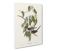 Graceful Ground Dove Birds By Elizabeth Gould Canvas Print | Gallery Wrapped 30mm Frame Wall Art | 20x14 inches | Ready to Hang | Retro Bird Picture | Living Room Bedroom Lounge Office