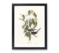 Graceful Ground Dove Birds By Elizabeth Gould Vintage Framed Wall Art Print, Ready to Hang Picture for Living Room Bedroom Home Office Décor, Black A4 (34 x 25 cm)