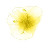 Graceful Sophisticated Veil with Flower Pattern Mesmerizing Full Meshes Veil