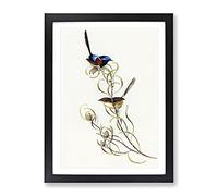 Graceful Wren Birds By Elizabeth Gould Vintage Framed Print | A2 Black Framed Wall Art | Ready to Hang | Classic Nature Picture | Living Room Bedroom Lounge Office