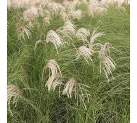 Gracillimus Chinese Silver Grass Miscanthus Sinensis Outdoor Grasses Plant 2L Plant Theory Green One Size