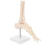 GRADENEVE 1 Scale Plastic Foot Joint Anatomical Model with Base Human Foot Skeleton Model for Medical Education and Anatomy Study Sturdy Plastic Ankle