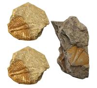GRADENEVE 3Pcs Real Trilobite Tail Specimen Paleontology Collection Kit for Classroom Teaching and Student Educational Use
