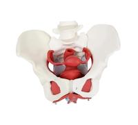 Gralara Accessories for Modeling The Female Pelvis - Educational Materials And Teaching Tools for Exhibition And Education
