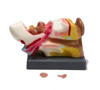 Gralara Ear Model Detailed PVC Ear Physiology Model Biology Teaching Tool for Students, Classroom Instruction, Science