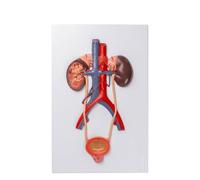 Gralara Human Model Educational Model Accurate for Health Center, Research Facility, Endocrine System Relief Model