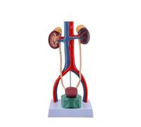 Gralara Human Model Educational Model Accurate for Health Center, Research Facility, Human Urinary System Model