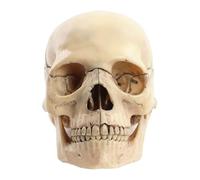 Gramigg Exploded Skull Model Human Skull Model For DemonstratingAnatomy For Studying Medical Anatomy Studying