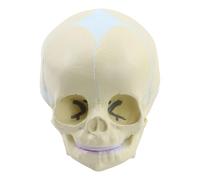Gramigg Exploded Skull Model Human Skull Model For DemonstratingAnatomy For Studying Medical Anatomy Studying