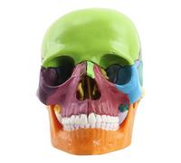 Gramigg Exploded Skull Model Human Skull Model For DemonstratingAnatomy For Studying Medical Anatomy Studying