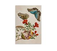 Granatapfel Botanical Art Print - Maria Sibylla Merian's 18th Century Work with Pomegranate And Butterfly Motifs Wall Art Painting Canvas Gift Living Room Prints Bedroom Decor Artworks Unframe 16x24in
