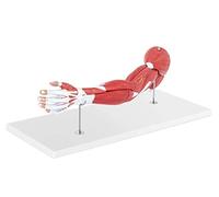 Grandeur Nature Anatomical Moquette Human Arm 3D in 7 Parts Muscles And Bone Skeleton Anatomical Model Upper Limb Muscle