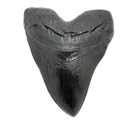 Grant Field Specimens Megalodon Giant Shark Tooth (Black, 1)