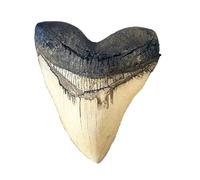 Grant Field Specimens Megalodon Shark Tooth White T04B 1