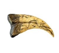 Grant Field Specimens Utahraptor Dinosaur Life Size Raptor Claw Fossil Replica