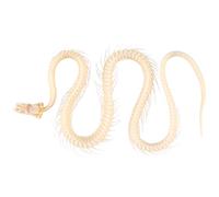Graootoly Real Snake Skeleton Animal Specimen Science Classroom Specimens Snake Skeleton White Accessories for Science Education