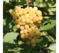 Grape Chasselas Blanc Fruit Bush Vitis Vinifera Fruiting Vine Plant 3L Pot Plant Theory Green One Size