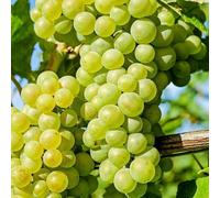 Grape Exalta Fruit Bush Vitis Vinifera Fruiting Shrub Vine Plant 3L Pot 60cm Plant Theory Green One Size