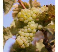 Grape Grape Vine Müller Thurgau Fruit Vine Vitis Vinifera Plant 2L Pot 60cm Plant Theory Green One Size