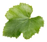 Grape Leaves in a Vacuum Pack 2kg