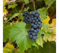 Grape 'Muscat Hamburg' - Sweet Table Wine and Juice Grapevine 3 Litre Pot x 1 by Thompson & Morgan