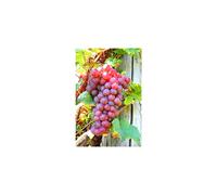 Grape Plant 'Suffolk Red' Vitis Plants in a 9cm Pot - Grape Vine for Planting in The Garden in The UK