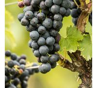 Grape 'Venus' - Early-Maturing Seedless American Grape for Fresh Eating and Juicing 3 Litre Pot x 1 by Thompson & Morgan