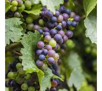 Grape Vine Black Blue Purple Deciduous Climbing Fruit Plant Hardy Outdoor Garden