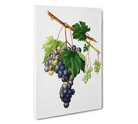 Grape Vine from Ischia by Giorgio Gallesio Canvas Print | Gallery Wrapped 30mm Frame Wall Art | 30x20 inches | Ready to Hang | Modern Picture | Living Room Bedroom Lounge Office