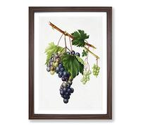 Grape Vine from Ischia by Giorgio Gallesio Framed Print | A2 Walnut Framed Wall Art | Ready to Hang | Modern Nature Picture | Living Room Bedroom Lounge Office