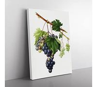 Grape Vine From Ischia By Giorgio Gallesio Vintage Canvas Wall Art Print Ready to Hang, Framed Picture for Living Room Bedroom Home Office Décor, 50x35 cm (20x14 Inch)