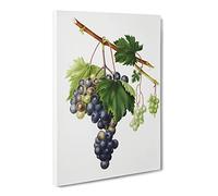 Grape Vine From Ischia By Giorgio Gallesio Vintage Canvas Wall Art Print Ready to Hang, Framed Picture for Living Room Bedroom Home Office Décor, 24x16 Inch (60x40 cm)