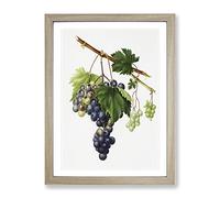 Grape Vine From Ischia By Giorgio Gallesio Vintage Framed Print | A3 Oak Framed Wall Art | Ready to Hang | Classic Nature Picture | Living Room Bedroom Lounge Office