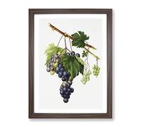 Grape Vine From Ischia By Giorgio Gallesio Vintage Framed Print | A4 Walnut Framed Wall Art | Ready to Hang | Classic Nature Picture | Living Room Bedroom Lounge Office