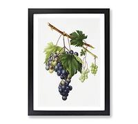 Grape Vine From Ischia By Giorgio Gallesio Vintage Framed Wall Art Print, Ready to Hang Picture for Living Room Bedroom Home Office Décor, Black A2 (64 x 46 cm)
