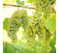 Grape Vine Vitis Green White Deciduous Climbing Fruit Plant Hardy Outdoor Garden