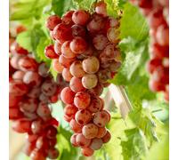 Grape Vine Vitis Red Deciduous Climbing Fruit Plant Hardy Outdoor Garden Shrub
